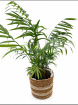 Gifts | Houseplants | Green House plant