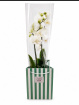 Gifts | Houseplants | Orchids