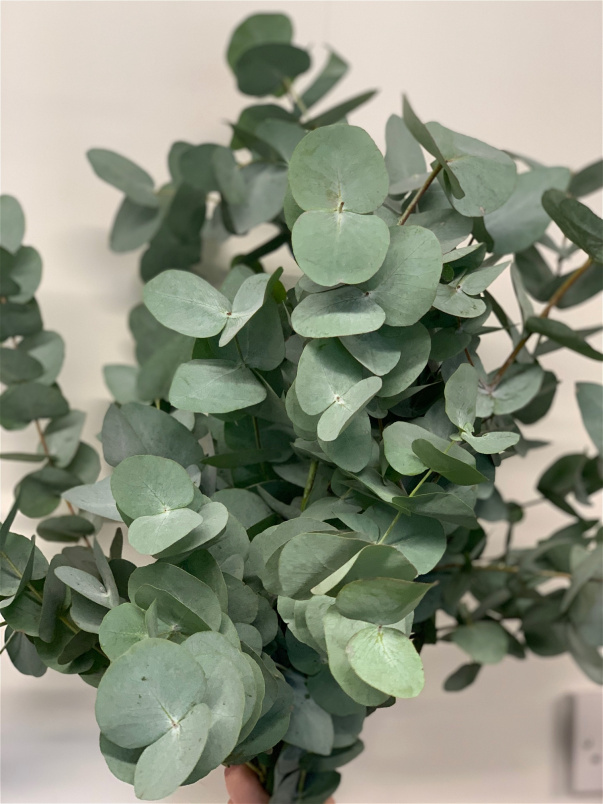 Bouquets | Plants | Eucalyptus bunch