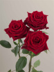 Bouquets | Gifts | Valentines Day  | Luxury Rose Bouquet