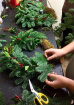 Arrangements | Christmas Wreath Making