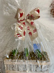 Arrangements | Christmas Time | Gifts | Plants | Fresh Hyacinth Arrangement