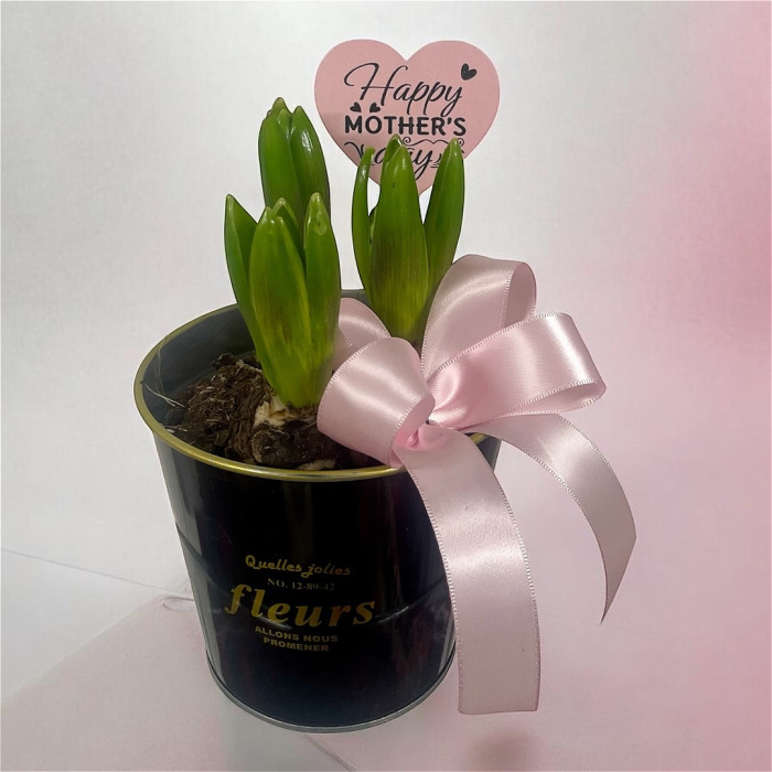 Arrangements | Gifts | Mother’s Day | Plants | Hyacinth Pot