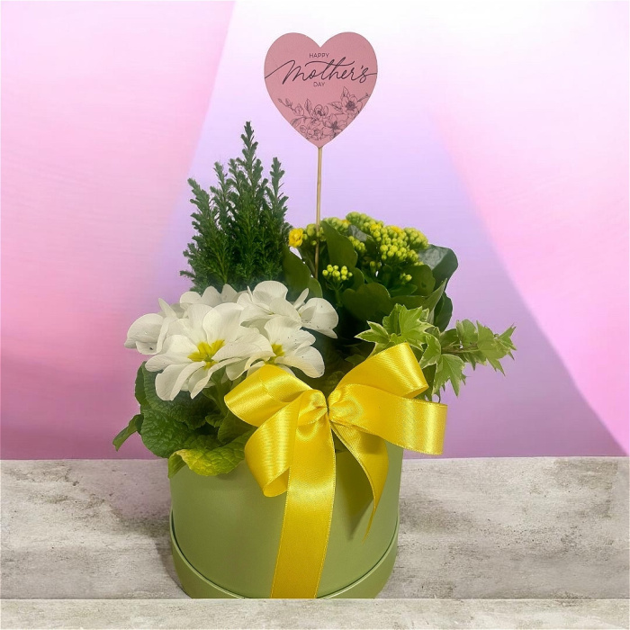 Arrangements | Gifts | Mother’s Day | Plants | Large Planted Hatbox