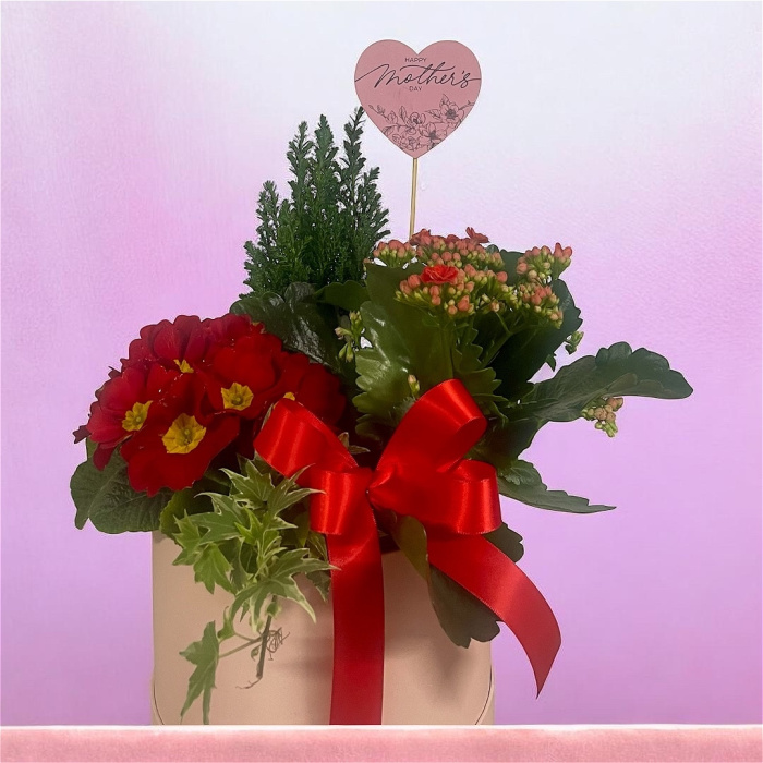 Arrangements | Gifts | Mother’s Day | Plants | Large Planted Hatbox