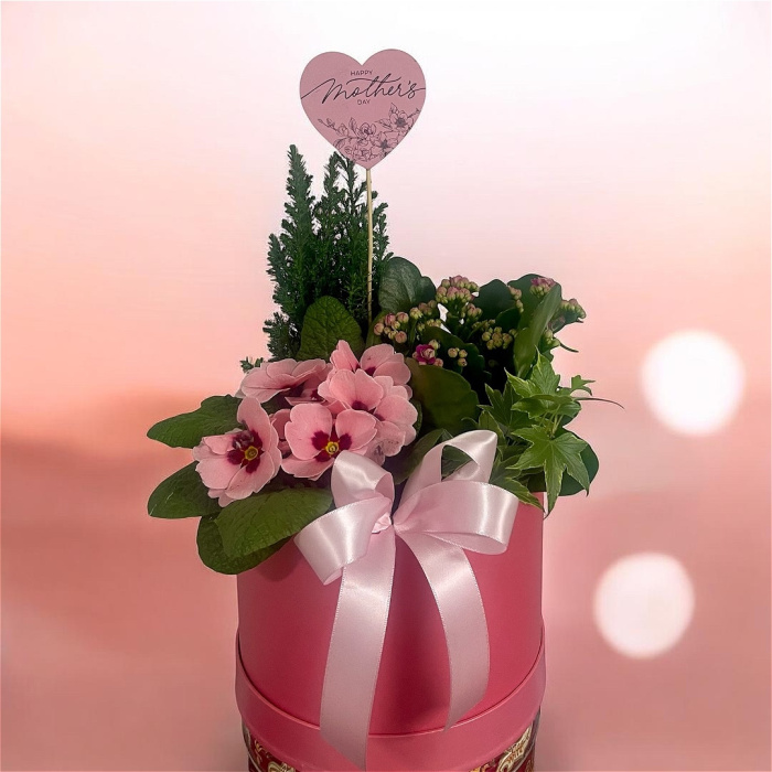 Arrangements | Gifts | Mother’s Day | Plants | Large Planted Hatbox