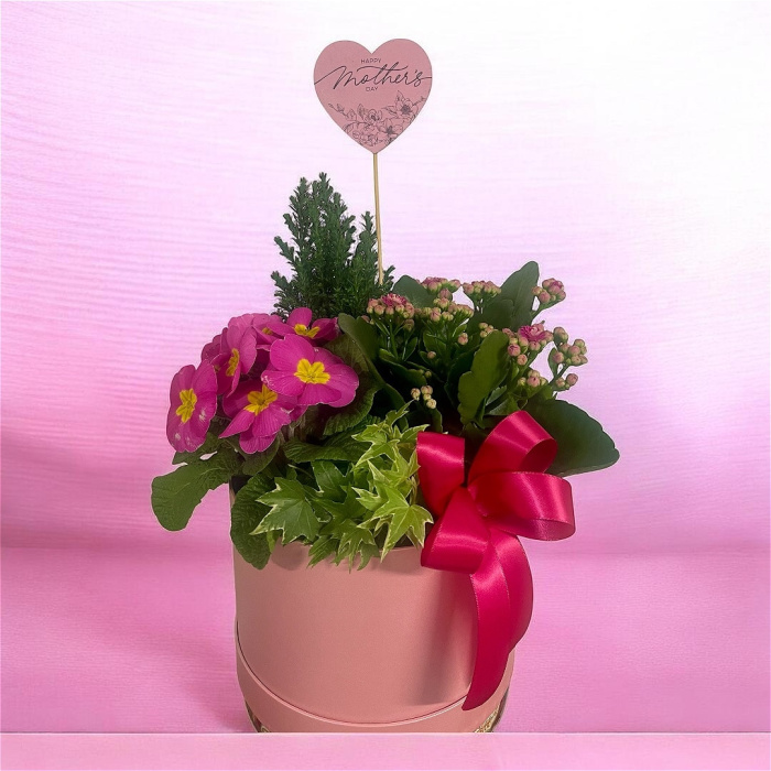 Arrangements | Gifts | Mother’s Day | Plants | Large Planted Hatbox