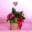 Arrangements | Gifts | Mother’s Day | Plants | Large Planted Hatbox