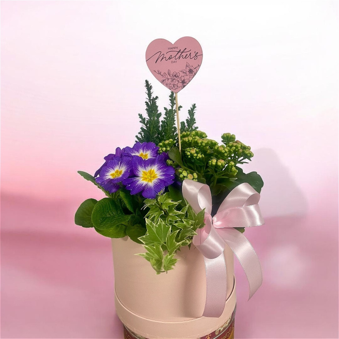 Arrangements | Gifts | Mother’s Day | Plants | Large Planted Hatbox