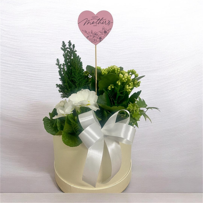 Arrangements | Gifts | Mother’s Day | Plants | Large Planted Hatbox