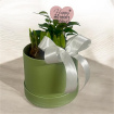 Arrangements | Gifts | Mother’s Day | Plants | Spring Hatbox