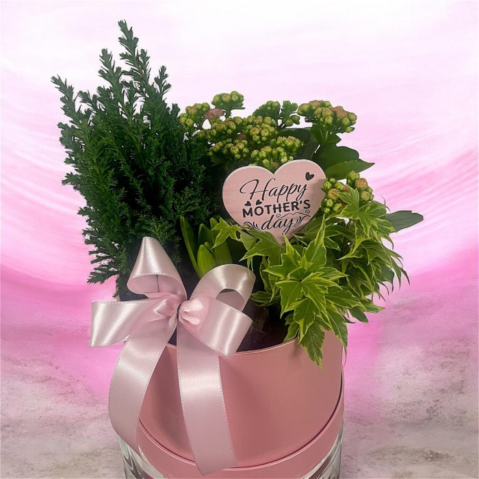 Arrangements | Gifts | Mother’s Day | Plants | Medium Planted Hatbox