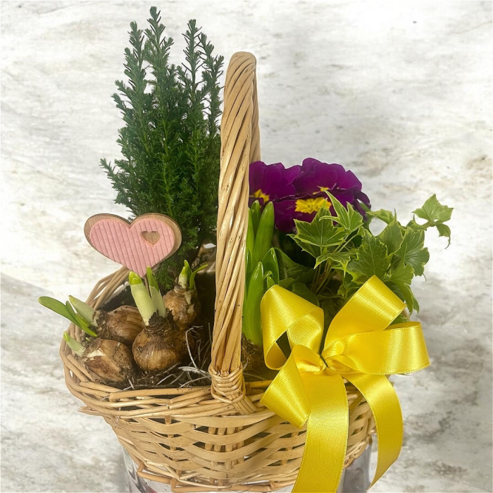 Arrangements | Gifts | Mother’s Day | Plants | Planted Basket