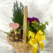 Arrangements | Gifts | Mother’s Day | Plants | Planted Basket