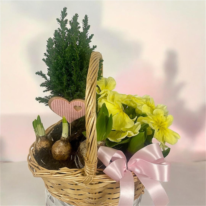Arrangements | Gifts | Mother’s Day | Plants | Planted Basket