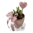 Arrangements | Gifts | Mother’s Day | Plants | Tete a tate pink pot