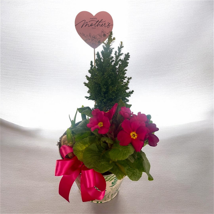 Arrangements | Gifts | Mother’s Day | Plants | Planted Arrangement