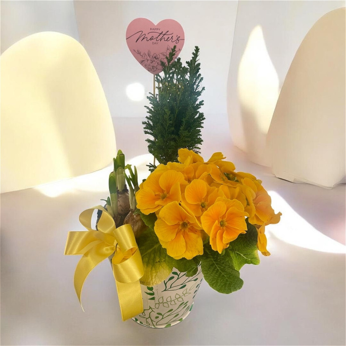 Arrangements | Gifts | Mother’s Day | Plants | Planted Arrangement