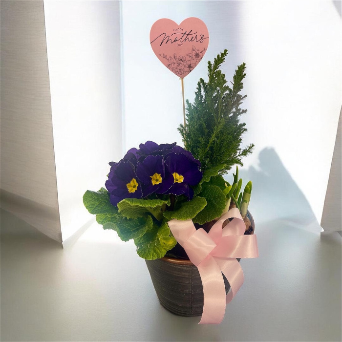 Arrangements | Gifts | Mother’s Day | Plants | Planted Arrangement