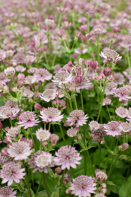 Great British floristry | Southampton | Astrantia billion star flower