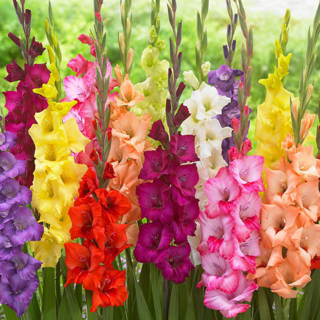 Great British floristry | Southampton | Birth flowers for August