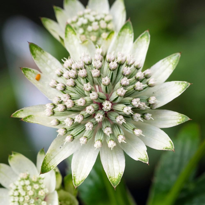 Great British floristry | Southampton | Astrantia billion star flower