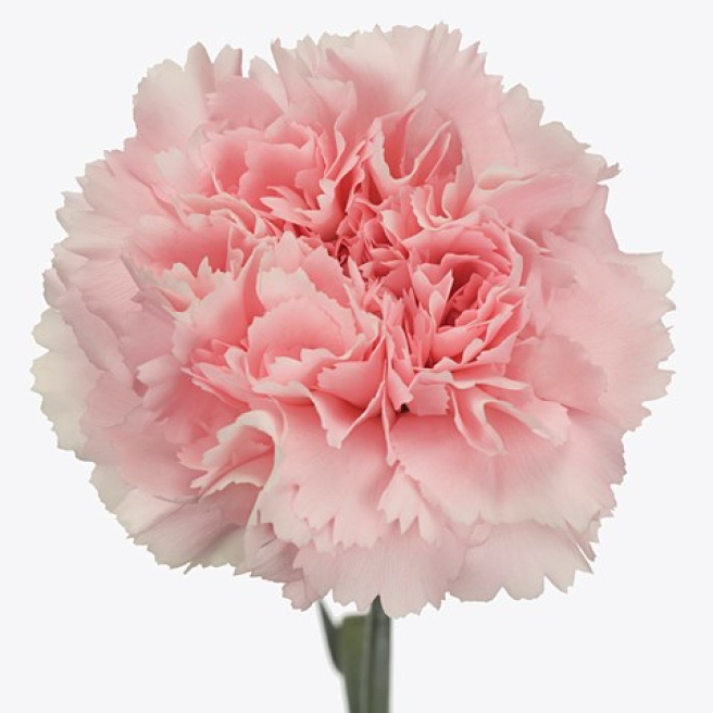 Great British floristry | Southampton | January birth flower