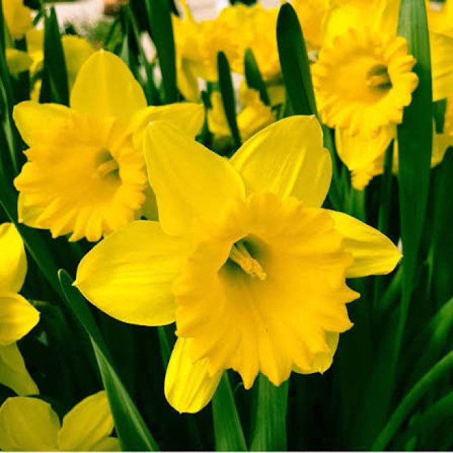 Great British floristry | Southampton | March birth flower