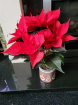 Christmas | flowering plant gift