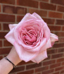 Valentine's Day | Pink Rose Valentines Bouquet