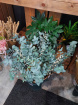 Pre-Order For Christmas 2024 | Eucalyptus Bunch