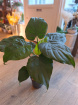 Mother's Day 2024 | Plants | Large Alocasia