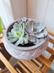 Mother's Day 2024 | Plant Lovers | Plants | Trio of Succulents