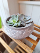 Mother's Day 2024 | Plant Lovers | Plants | Trio of Succulents