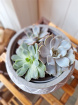 Mother's Day 2024 | Plant Lovers | Plants | Trio of Succulents