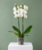 Mother's Day 2027 | New Baby Flowers | Our Bouquets & Orchids | Standard white Orchid Plant Gift – Elegant Orchid Present