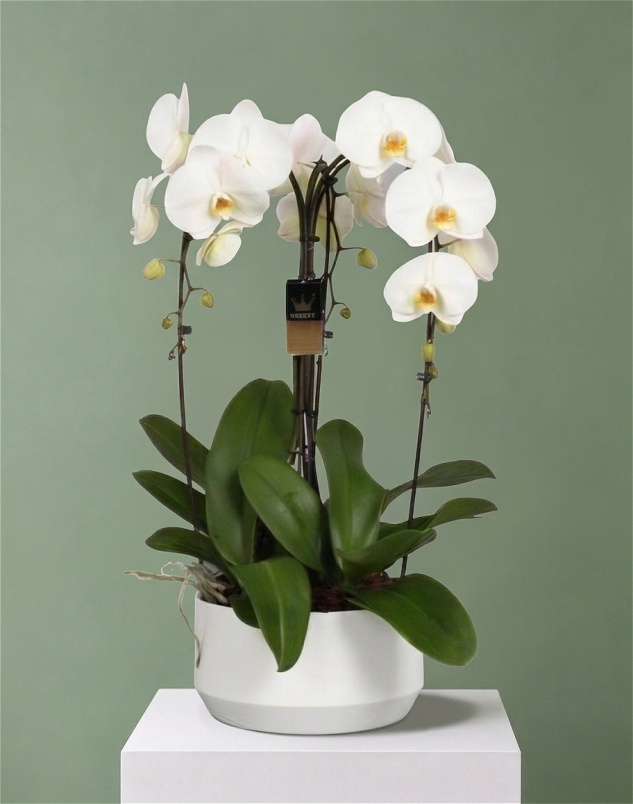 Mother's Day 2027 | New Baby Flowers | Our Bouquets & Orchids | LUXURY White Orchid Plant Gift – Elegant Orchid Present