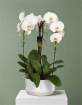 Mother's Day 2027 | New Baby Flowers | Our Bouquets & Orchids | LUXURY White Orchid Plant Gift – Elegant Orchid Present