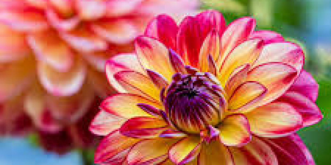 Flowers by Sophie | Canvey Island | Home