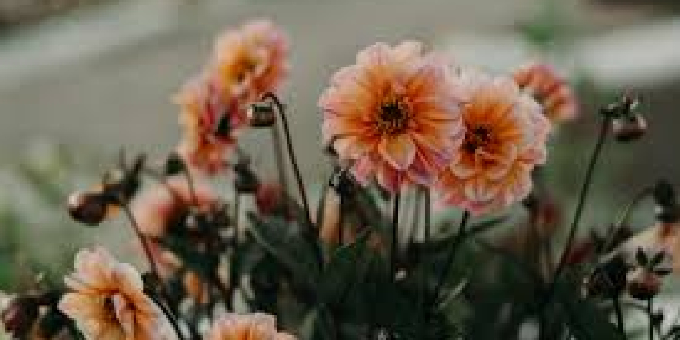 Flowers by Sophie | Canvey Island | Home