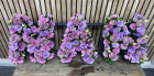 Funeral Tributes | Loose Flower Lettering