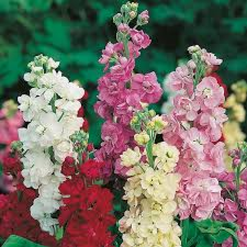 Ana's Flowers | Heathfield | Matthiola Incana  -  Stocks