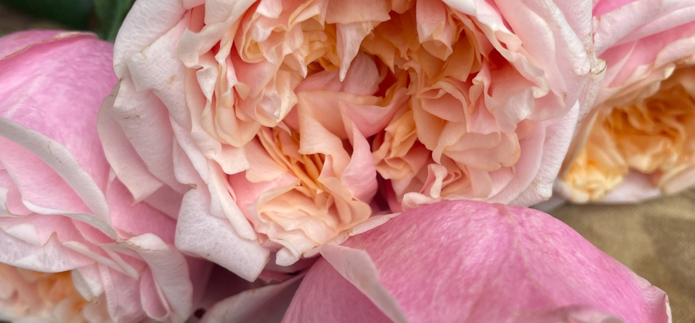 Ana's Flowers | Heathfield | Home