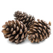 Christmas | DIY  NATURAL Christmas Wreath Kit