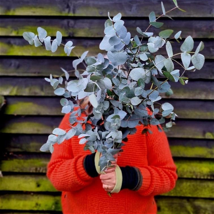 Christmas | Eucalyptus Bunch