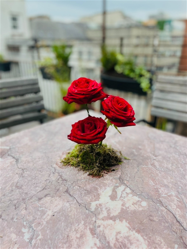 Valentines Day | The Classic Single Red Rose