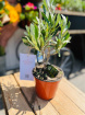 Plants | Mini Olive Tree