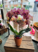 Plants | Phalaenopsis Orchid – Elegant & Long-Lasting Blooms