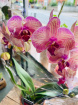 Plants | Phalaenopsis Orchid – Elegant & Long-Lasting Blooms