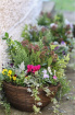 Plants | Hanging Baskets